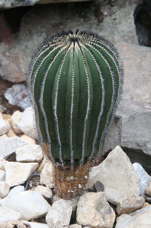 Rare Uebelmannia pectinifera cactus with long, thin spines and round shape.