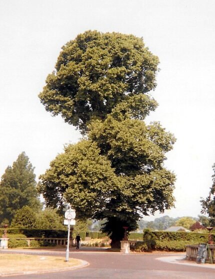Close-up van de Ulmus minor 'Atinia' boom in Preston Park, heldere zonnige dag.