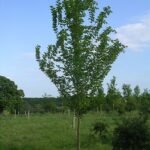 Close-up van glanzend groene Ulmus 'Nanguen' boombladeren met fijne nerven.