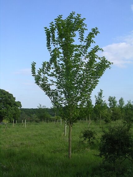 Close-up van glanzend groene Ulmus 'Nanguen' boombladeren met fijne nerven.