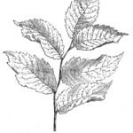 Majestueuze Ulmus 'Planeroides' boom met groene bladeren en ruwe schors.