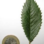 Ulmus 'Rebella' blad, lichtgroen met golvende randen en fijne nerven.