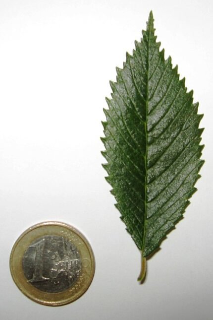 Ulmus 'Rebella' blad, lichtgroen met golvende randen en fijne nerven.