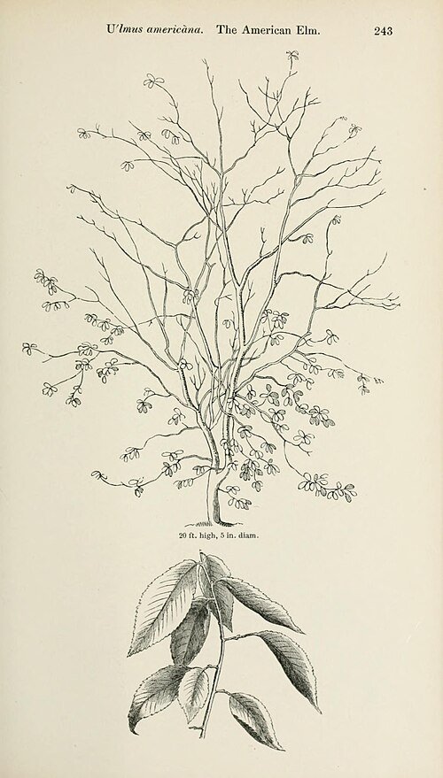 Amerikaanse iepboom met groene bladeren en ruwe schors.