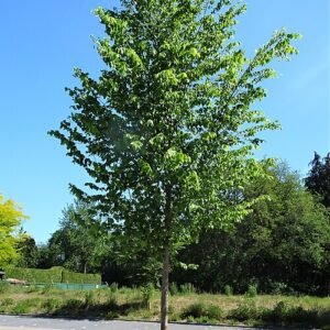 'New Harmony' Amerikaanse iep boom met heldergroene bladeren en slanke stam.