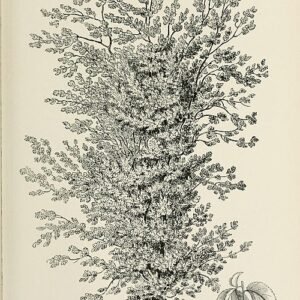 Fine-cut leaves and smooth bark of Ulmus americana ‘Incisa’ in natural setting.