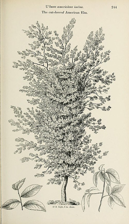 Fine-cut leaves and smooth bark of Ulmus americana ‘Incisa’ in natural setting.