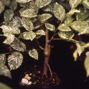 Zilvergroene bladeren van Ulmus minor ‘Argenteo-Variegata’ boom.