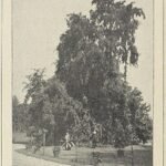 Sierlijke iepboom met elegante afhangende takken en groen blad.