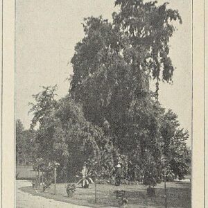 Sierlijke iepboom met elegante afhangende takken en groen blad.