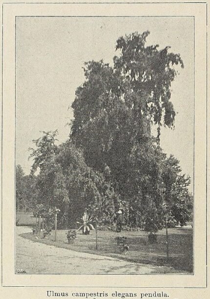Sierlijke iepboom met elegante afhangende takken en groen blad.