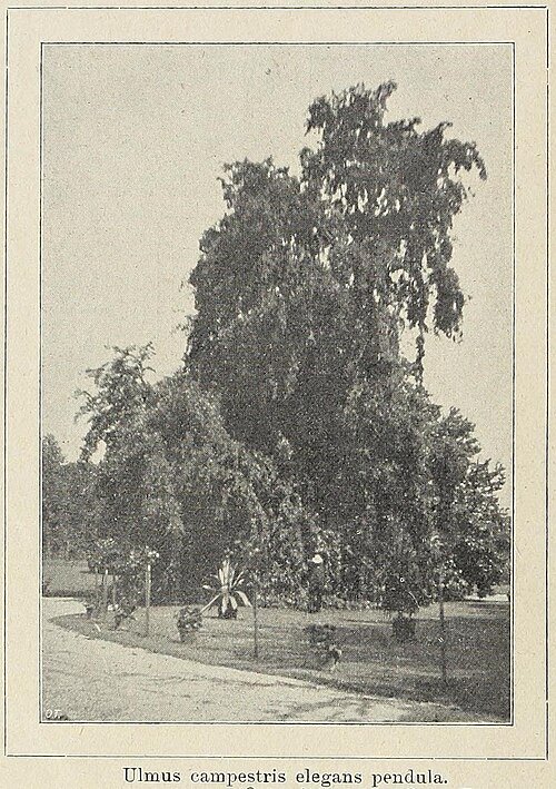 Sierlijke iepboom met elegante afhangende takken en groen blad.