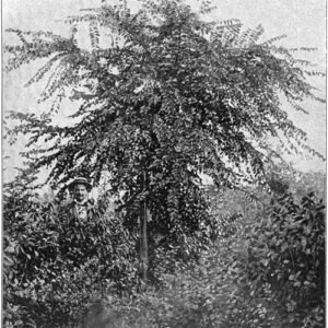 Graceful weeping elm tree with delicate foliage and flexible branches against clear sky.