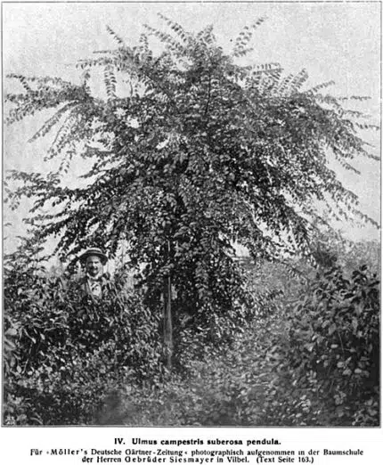 Graceful weeping elm tree with delicate foliage and flexible branches against clear sky.