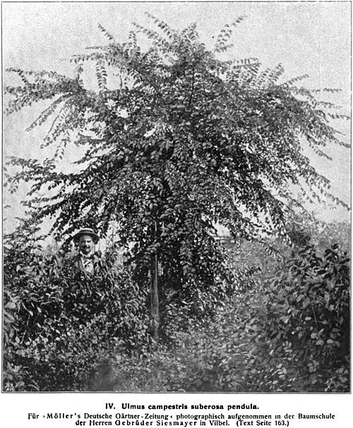 Graceful weeping elm tree with delicate foliage and flexible branches against clear sky.