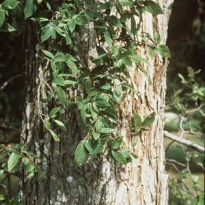Ulmus crassifolia boom met groene bladeren en schorspatroon.