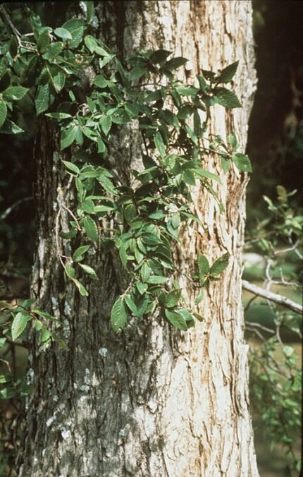 Ulmus crassifolia boom met groene bladeren en schorspatroon.