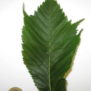 Close-up van puntig groen blad van Ulmus glabra ‘Cornuta’.