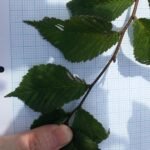 Elegante Ulmus laevis 'Ornata'-boom met unieke bladvorm in Grange Farm arboretum.