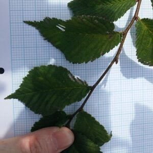 Elegante Ulmus laevis 'Ornata'-boom met unieke bladvorm in Grange Farm arboretum.