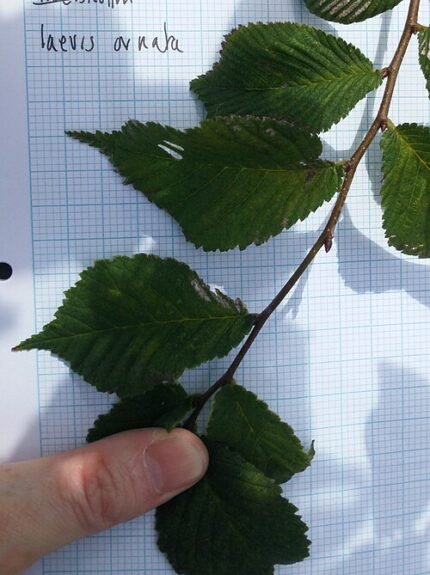 Elegante Ulmus laevis 'Ornata'-boom met unieke bladvorm in Grange Farm arboretum.