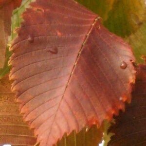 Smooth-leaved Elm 'Colorans' leaf in vibrant autumn colors.