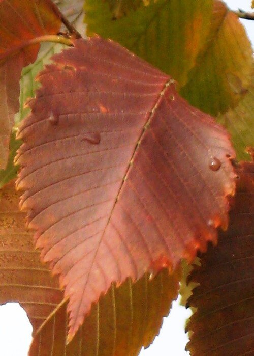 Smooth-leaved Elm 'Colorans' leaf in vibrant autumn colors.