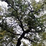 Kronkelige Ulmus 'Tortuosa'-boom met grijsgroene bladeren in Calton Hill Park, Edinburgh.