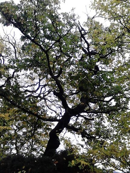 Kronkelige Ulmus 'Tortuosa'-boom met grijsgroene bladeren in Calton Hill Park, Edinburgh.