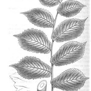 Majestueuze Ulmus ×hollandica 'Superba' boom met heldergroene bladeren en sterke stam.