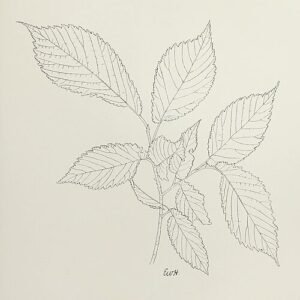 Gladbladige iepboom met opvallend blad en lichte schors.