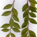 Elegante Ulmus parvifolia 'Drake' boom met delicate bladeren.