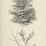 Flat-leaved Elm tree (Ulmus 'Planifolia') with distinctive flat leaves and rough bark.