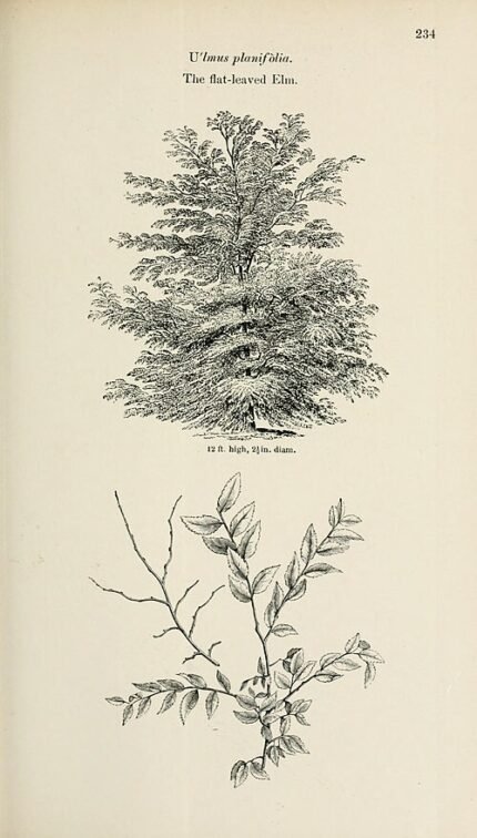 Flat-leaved Elm tree (Ulmus 'Planifolia') with distinctive flat leaves and rough bark.
