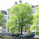 Ulmus Belgica boom met groen blad en stevige stam tegen stadse achtergrond.