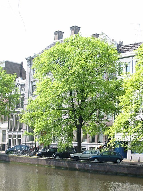 Ulmus Belgica boom met groen blad en stevige stam tegen stadse achtergrond.