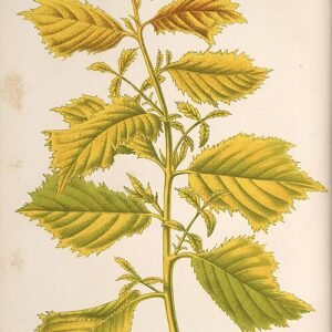 Goudgele bladeren van de Ulmus minor 'Viminalis Aurea' boom.