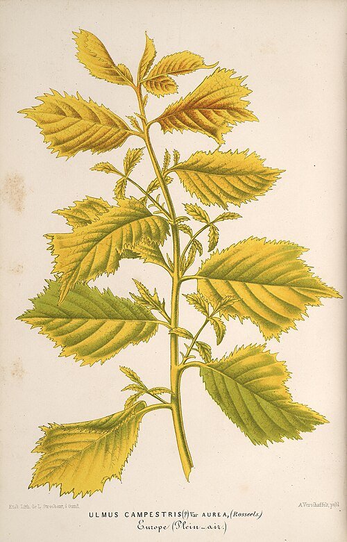 Goudgele bladeren van de Ulmus minor 'Viminalis Aurea' boom.