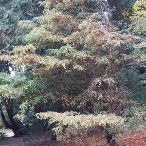 Dwergiep met zilverachtige bladeren en slanke takken in Batsford Arboretum, Gloucestershire.