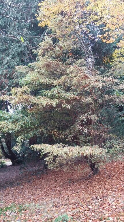 Dwergiep met zilverachtige bladeren en slanke takken in Batsford Arboretum, Gloucestershire.