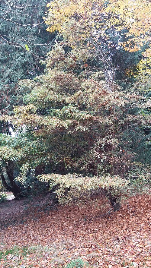 Dwergiep met zilverachtige bladeren en slanke takken in Batsford Arboretum, Gloucestershire.