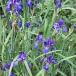 Purple Iris flower in full bloom with delicate petals and yellow stamens.