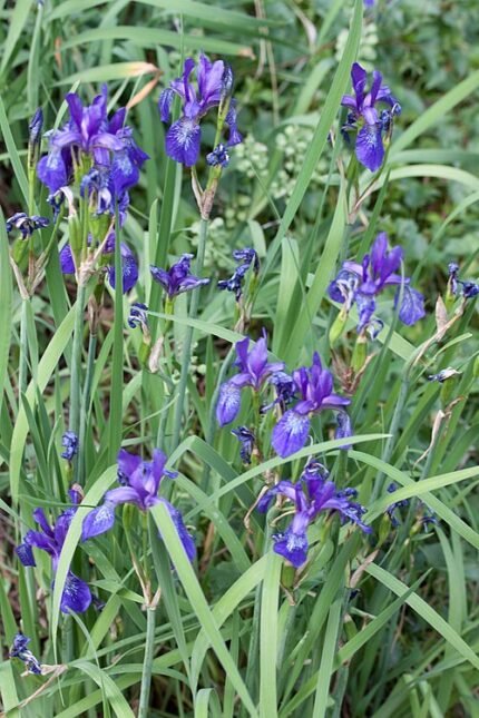 Purple Iris flower in full bloom with delicate petals and yellow stamens.