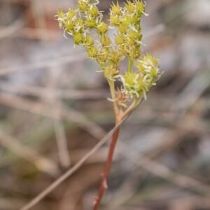 Vetkruid plant in Aveyron, groen blad met bloemen.