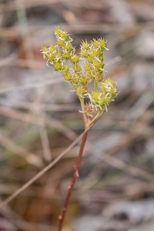 Vetkruid plant in Aveyron, groen blad met bloemen.