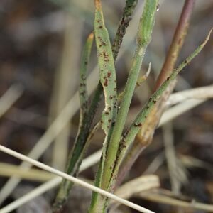 Uromyces dianthi plant met winterhard attribuut.