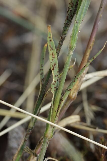 Uromyces dianthi plant met winterhard attribuut.