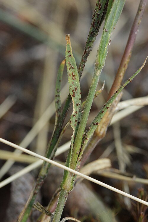 Uromyces dianthi plant met winterhard attribuut.