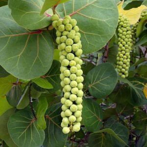 Rijpe stranddruiven groeien op kleigrond onder de zon.