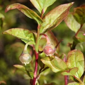 Vaccinium ovalifolium witte bloemen op groene achtergrond.